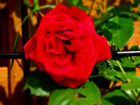 Stiftshaus Gladbeck — Rosenblüte im Garten