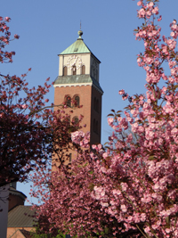 Stiftshaus Gladbeck — Der benachbarte Kirchturm von Heilig Kreuz in frühlingshafter Blütenpracht.